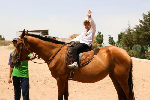 Turkmen-Akhal–Teke horse