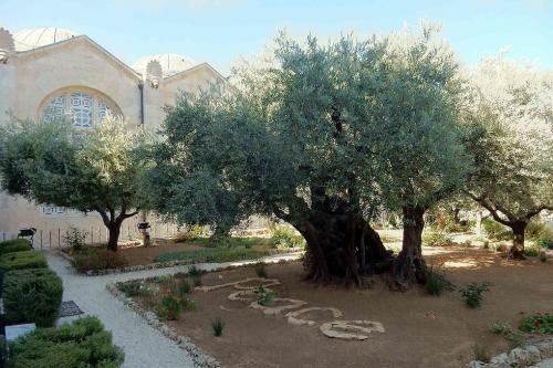 Israel-garden-of-gethsemane-01